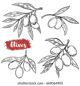 Set of hand drawn olive illustrations isolated on white background. Design elements for poster, menu. Vector illustration