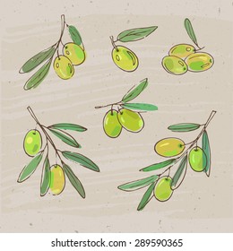 set of hand drawn olives and olive branches, vector image, vintage style