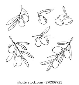 set of hand drawn olives and olive branches, black and white vector image