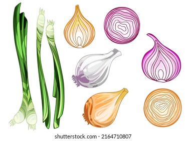 Set of hand drawn onion set