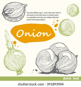 Set of hand drawn ONION. Fresh organic food. Vector illustration with sketch of  vegetable. Hand drawn sketch of food.