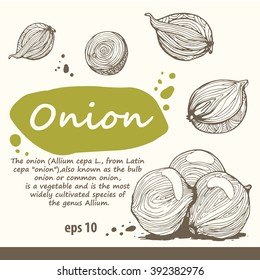 Set of hand drawn ONION. Fresh organic food. Vector illustration with sketch of  vegetable. Hand drawn sketch of food.