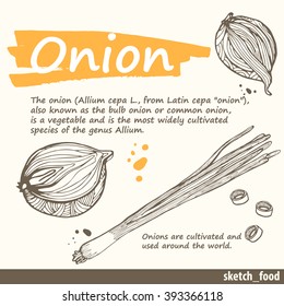 Set of hand drawn ONION. Fresh organic food. Vector illustration with sketch of  vegetable. Hand drawn sketch of food.