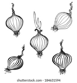 Set of hand drawn onion images. Black-white sketch of shallot bulb. Qualitative vector (EPS-10) illustration for agriculture, food service, cooking, gastronomy, olericulture, etc