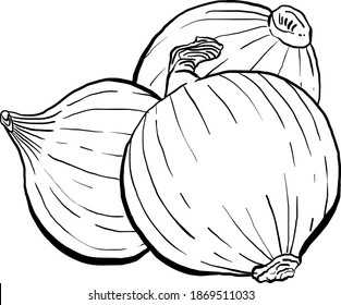 Set of Hand drawn Onions, Vector Illustrations in black and white
