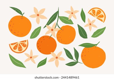 Set of hand drawn oranges fruits with leaves, branches and flowers. Vector modern botanical illustration. Set of citrus tropical fruits. Summer design for pattern, poster, card, fabric, banner, cover.