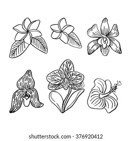 Set of hand drawn orchids and some tropical flowers. Graphic botanical illustration.