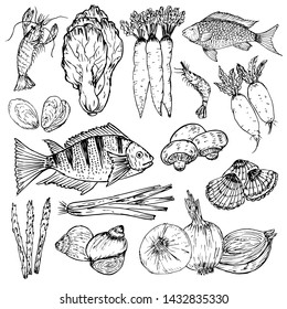 Set of hand drawn organic food. Organic herbs, spices and seafood. Healthy food drawings set elements for menu design. Vector illustration.