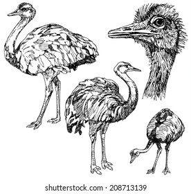 Set of hand drawn ostriches. 