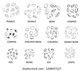 Set of hand drawn outline beans  isolated on white. Peanut, bean, cowpea, chickpea, kidney bean, pea, mung, soy, lentil.  Stylized vector illustration.