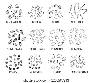 Set of hand drawn outline cereal grains isolated on white. Buckwheat, quinoa, corn, rice, sunflower, pumpkin, poppy, mustard, lotus. Stylized vector illustration.