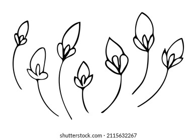 Set handgezeichnet Umrissblumen, schwarze botanische Illustrationen einzeln auf weißem Hintergrund. Doodalzeichnung
