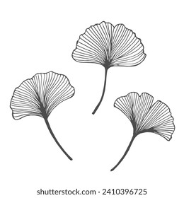 Set of hand drawn outline ginkgo leaves. Decor elements, vector