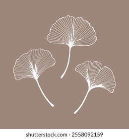 Set of hand drawn outline ginkgo leaves. Ginkgo biloba plant. Decorative elements, vector