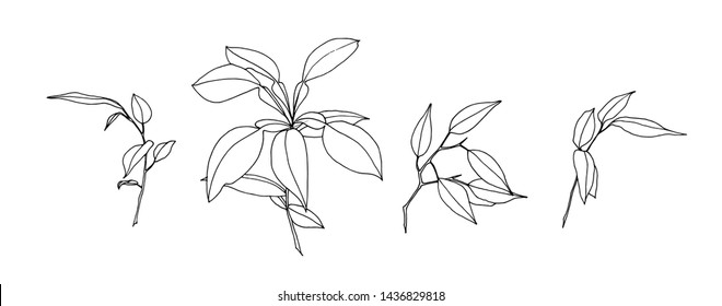 Set of hand drawn outline leaves. Plant painting by ink. Sketch botanical vector illustration. Black isolated herb on white background.