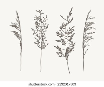 Conjunto de hierba de prado, forraje, cereales silvestres.  Esbozar ilustración botánica vectorial. Hierba vegetal aislada en fondo blanco