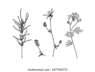 Set of hand drawn outline wild herbs. Plant painting by ink. Sketch botanical vector illustration. Black isolated tansy and loosestrife wildflower on white background.