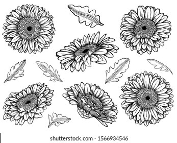 Set of hand drawn outlined gerbera flowers and leaves on white isoltaed background. Detailed vector sketch style illustration.