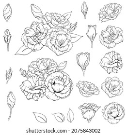 Set of hand drawn outlined lisianthus buds and bouquets on white isolated background. Vector floral decor.