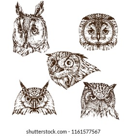 Set of hand drawn owl portraits, isolated on white, vector illustration