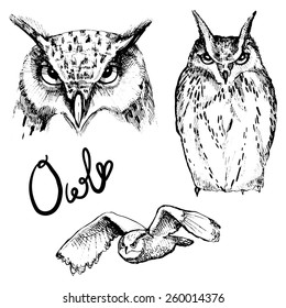 A set of hand drawn owls. Sketches owls. Beautiful vector illustration for design and layout.