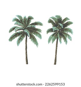 SET OF HAND DRAWN PAINTED PALM TREES ILLUSTRATION