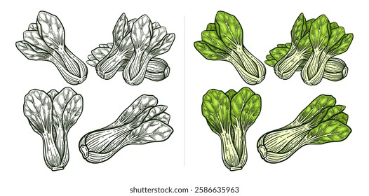 Set of hand drawn pak choi. Bok choy illustration collection