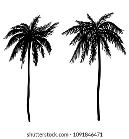 Set of hand drawn palm tree illustrations. Design element for poster, card, banner, t shirt. Vector  image