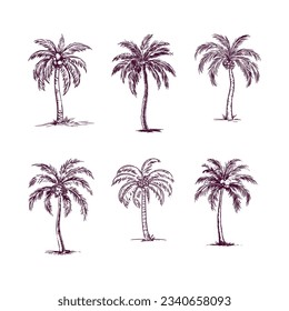 set of hand drawn palm tree isolated on white background