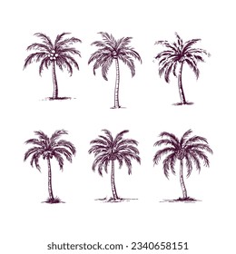 set of hand drawn palm tree isolated on white background