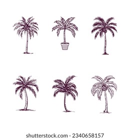 set of hand drawn palm tree isolated on white background