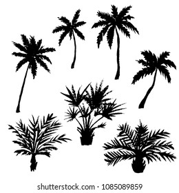 Set of hand drawn palm trees isolated on white. Vector illustration