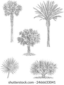 Set of hand drawn palm trees.
