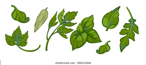 Set of hand drawn parsley, basil, arugula and bay leaves. Colored vector illustration of greenery in doodle style isolated on white background. Healthy herbs collection. 