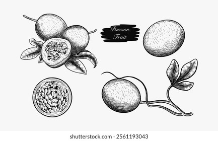 A set of hand drawn passion fruit illustrations showing whole fruits, halved fruits, and leaves in a black and white style.