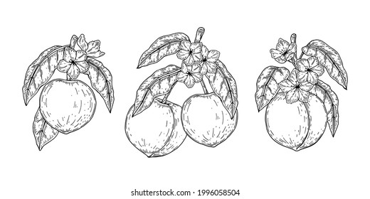 Set of hand drawn peach branches. Vector illustration in sketch style. Design element for package, label, poster, print, menu