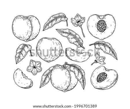 Set of hand drawn peach clip art. Vector illustration in sketch style. Design element for package, label, poster, print, menu