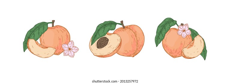 Set of hand drawn peach compositions isolated on white background. Vector illustration in sketch style. Design element for package, label, poster, print, menu