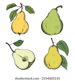 Set of hand drawn pears in color sketch style. Sliced ​​and whole ripe pears. Vintage style. Isolated on white background. Hand drawn.