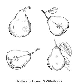 Set of hand drawn pears in sketch style. Sliced ​​and whole ripe pears. Vintage style. Isolated on white background.