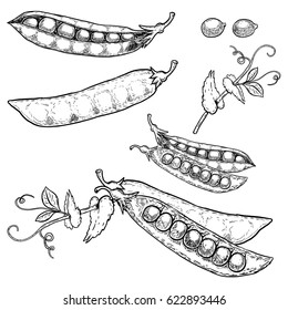 Set of hand drawn peas illustrations isolated on white background. Vector image