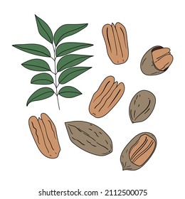 Set of hand drawn pecan nuts