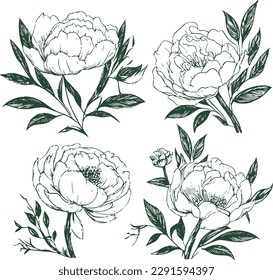 A set of hand drawn peonies, line art, vector illustration flowers for wedding, invitation, gift cards