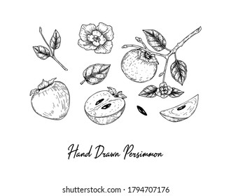 Conjunto de elementos de diseño de persimón dibujados a mano que incluyen brunch, frutas, rodajas, hojas y flores aisladas en fondo blanco. Ilustración vectorial en el estilo de esbozo