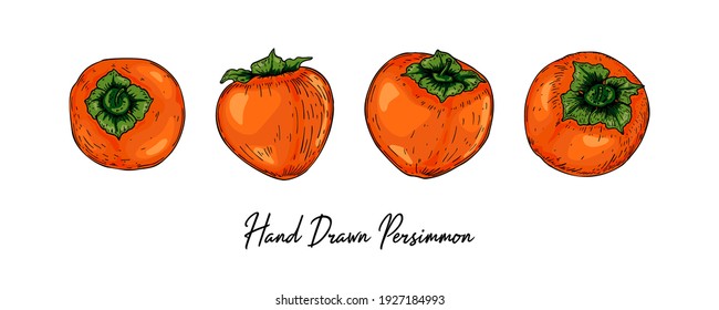 Conjunto de frutos de persimón dibujados a mano aislados en fondo blanco. Ilustración vectorial en el estilo de esbozo de color