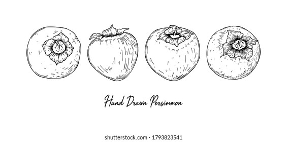 Conjunto de persimones dibujados a mano aislados en fondo blanco. Ilustración vectorial en el estilo de esbozo