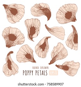 Set of hand drawn petals, sketch style vector illustration isolated on white background. Realistic floral elements for romantic decoration 