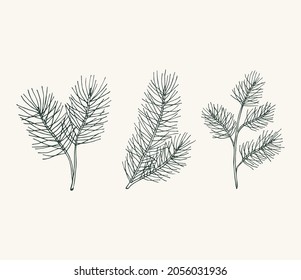 Set of hand drawn pine branches