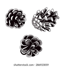 Set of hand drawn pine cones. 