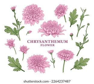 Set of hand drawn pink Chrysanthemum flowers. Vector illustration of plant elements for floral design. Colored sketch of flowers isolated on a white background. Beautiful bouquet of Chrysanthemums